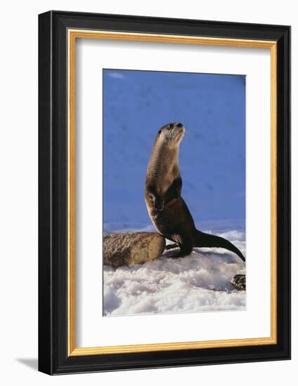 Alert River Otter-DLILLC-Framed Photographic Print