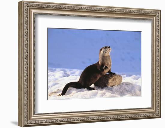 Alert River Otter-DLILLC-Framed Photographic Print