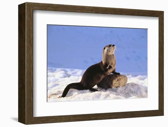 Alert River Otter-DLILLC-Framed Photographic Print