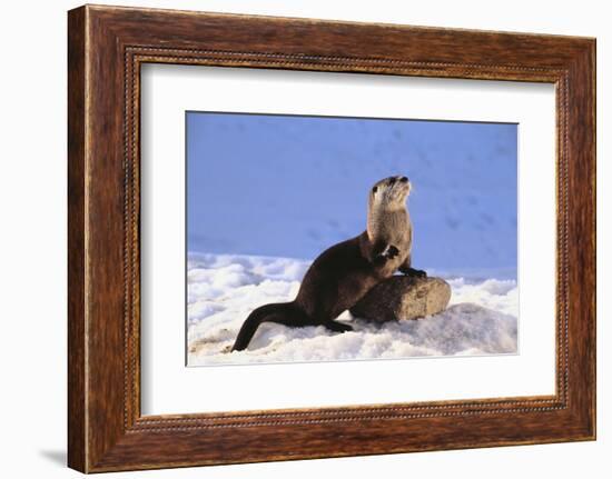 Alert River Otter-DLILLC-Framed Photographic Print