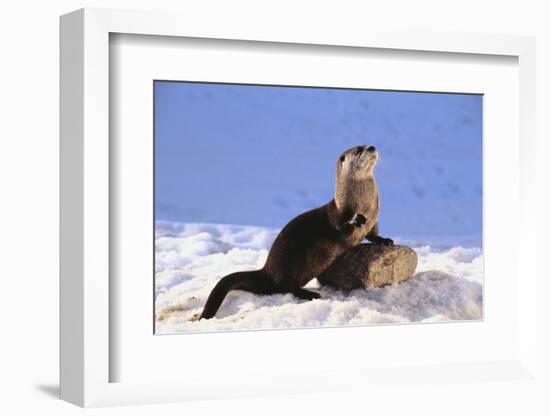 Alert River Otter-DLILLC-Framed Photographic Print