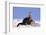 Alert River Otter-DLILLC-Framed Photographic Print