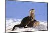 Alert River Otter-DLILLC-Mounted Photographic Print