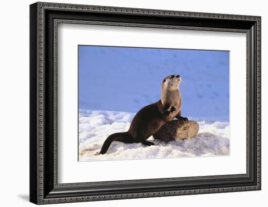 Alert River Otter-DLILLC-Framed Photographic Print