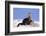 Alert River Otter-DLILLC-Framed Photographic Print