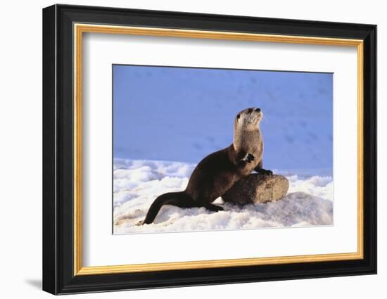 Alert River Otter-DLILLC-Framed Photographic Print