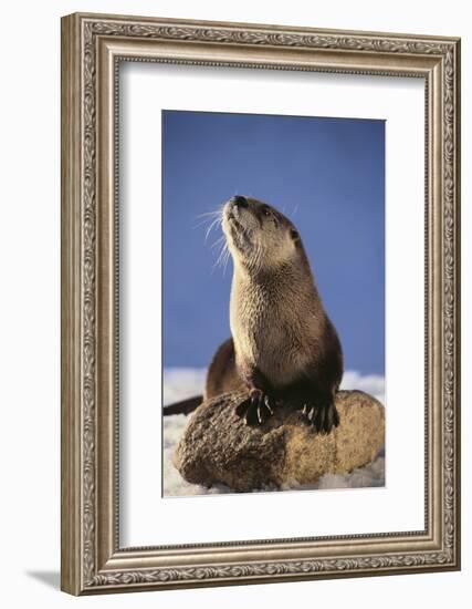 Alert River Otter-DLILLC-Framed Photographic Print