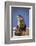 Alert River Otter-DLILLC-Framed Photographic Print