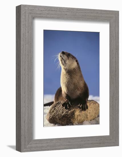 Alert River Otter-DLILLC-Framed Photographic Print