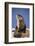 Alert River Otter-DLILLC-Framed Photographic Print