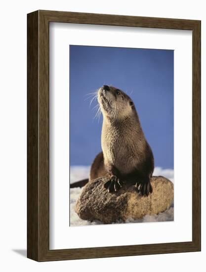 Alert River Otter-DLILLC-Framed Photographic Print