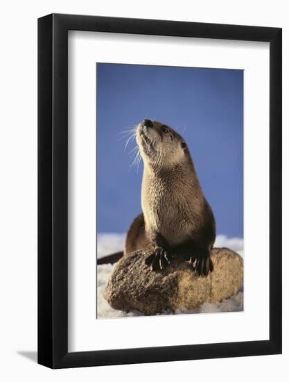 Alert River Otter-DLILLC-Framed Photographic Print