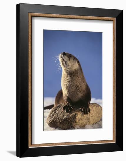 Alert River Otter-DLILLC-Framed Photographic Print