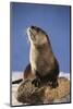 Alert River Otter-DLILLC-Mounted Photographic Print