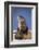 Alert River Otter-DLILLC-Framed Photographic Print