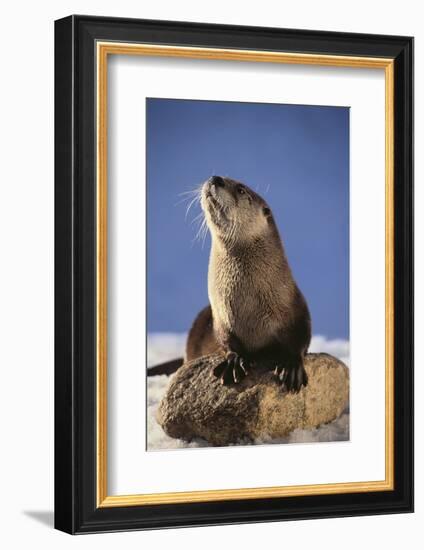 Alert River Otter-DLILLC-Framed Photographic Print