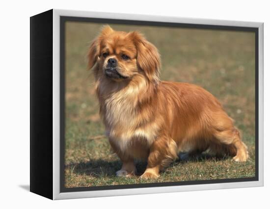 Alert Tibetan Spaniel Portrait-Adriano Bacchella-Framed Premier Image Canvas