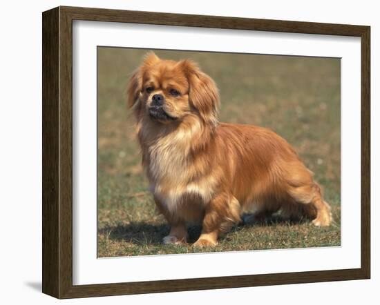 Alert Tibetan Spaniel Portrait-Adriano Bacchella-Framed Photographic Print