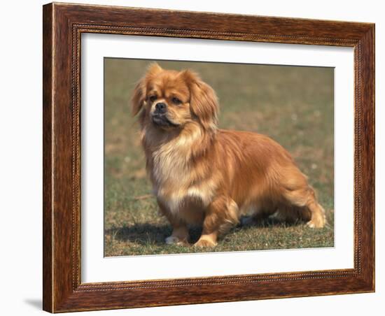 Alert Tibetan Spaniel Portrait-Adriano Bacchella-Framed Photographic Print