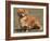 Alert Tibetan Spaniel Portrait-Adriano Bacchella-Framed Photographic Print