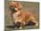 Alert Tibetan Spaniel Portrait-Adriano Bacchella-Mounted Photographic Print