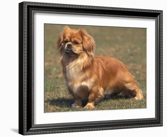 Alert Tibetan Spaniel Portrait-Adriano Bacchella-Framed Photographic Print