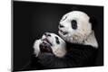 Premium Photographic Print