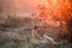 Lion-Alessandro Catta-Framed Photographic Print