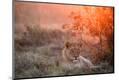 Premium Photographic Print