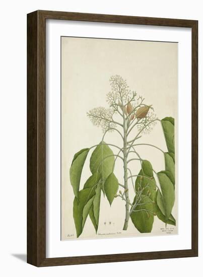 Aleurites Moluccana Willd, 1800-10-null-Framed Giclee Print