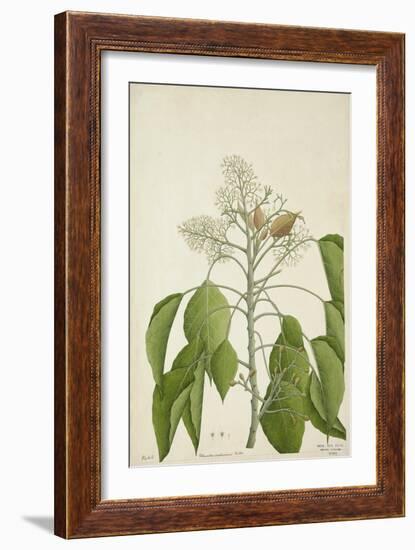 Aleurites Moluccana Willd, 1800-10-null-Framed Giclee Print