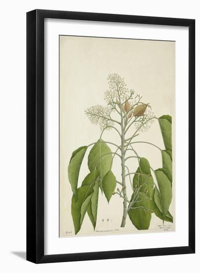 Aleurites Moluccana Willd, 1800-10-null-Framed Giclee Print