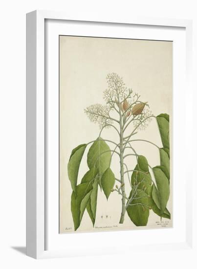 Aleurites Moluccana Willd, 1800-10-null-Framed Giclee Print