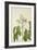 Aleurites Moluccana Willd, 1800-10-null-Framed Giclee Print