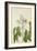 Aleurites Moluccana Willd, 1800-10-null-Framed Giclee Print