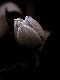 Premium Photographic Print
