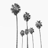 Palm Sky Black, 2024-Alex Hanson-Art Print