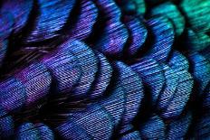 Close up of feathers of cock Pheasant-Alex Hyde-Photographic Print