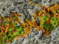 False-coloured SEM of a cleaved sample of crustose lichen-Alex Hyde-Photographic Print