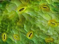False-coloured SEM of a cleaved sample of crustose lichen-Alex Hyde-Photographic Print