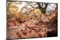 Photographic Print
