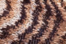Close up of feathers of cock Pheasant-Alex Hyde-Photographic Print