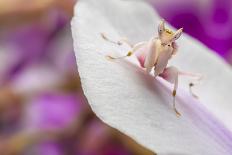 Malaysian Orchid Mantis (Hymenopus Coronatus) Pink Colour Morph, Camouflaged On An Orchid-Alex Hyde-Photographic Print
