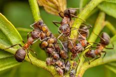 Northern hairy wood ant workers 'milking' aphids for honeydew-Alex Hyde-Photographic Print