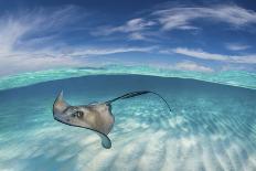 A Split Level Image of Southern Stingray (Dasyatis Americana) Swimming over a Sand Bar-Alex Mustard-Photographic Print