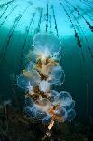 Hooded Nudibranchs (Melibe Leonina) Filter Feeding Beneath Bull Kelp-Alex Mustard-Photographic Print