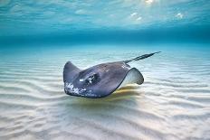 A Split Level Image of Southern Stingray (Dasyatis Americana) Swimming over a Sand Bar-Alex Mustard-Photographic Print