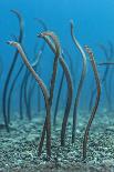 Spaghetti Garden Eels (Gorgasia Maculata) Stretching Up Out of their Burrows on a Rubble Slope-Alex Mustard-Photographic Print