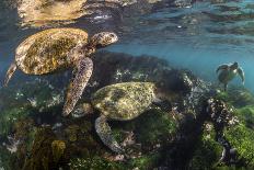 Three Galapagos Green Turtles (Chelonia Mydas Agassizii) Feeding on Seaweed Growing on Lava Rocks-Alex Mustard-Photographic Print
