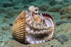 Veined octopus between clam shell halves. Ambon, Maluku Archipelago, Indonesia-Alex Mustard-Photographic Print